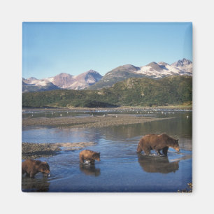 Aimant Ours brun, ours grizzly, truie et oursons dans
