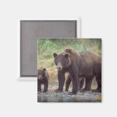 Aimant ours brun, Ursus arctos, grizzli, Ursus 3 (Recto/Verso)