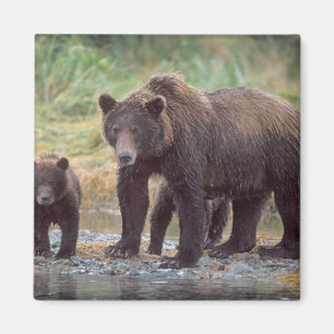 Aimant ours brun, Ursus arctos, grizzly, Ursus 3