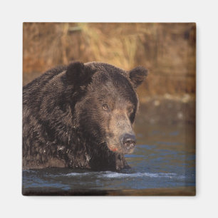 Aimant ours brun, Ursus arctos, grizzly, Ursus 5