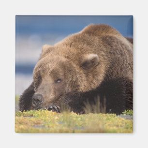 Aimant ours brun, Ursus arctos, grizzly, Ursus 8