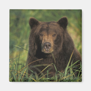 Aimant ours brun, Ursus arctos, grizzly, Ursus 9