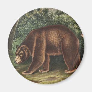 Aimant Ours de cannelle (Ursus Americanus var. Cinnamonum