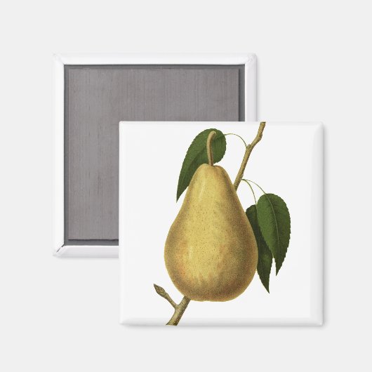 Aimant Ours de fruits botaniques (Recto/Verso)