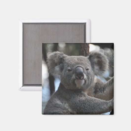 Aimant Ours de Koala dans l'arbre (Recto/Verso)