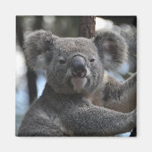 Aimant Ours de Koala dans l'arbre (Devant)