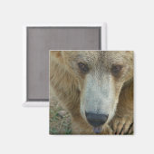 Aimant Ours de prélèvement (Recto/Verso)