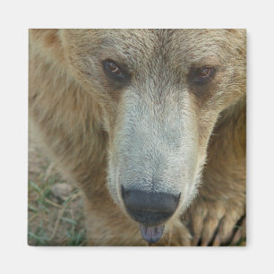 Aimant Ours de prélèvement