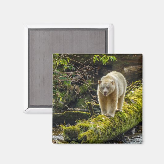 Aimant Ours d'esprit blanc | Colombie-Britannique, Canada (Recto/Verso)
