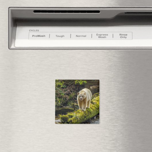 Aimant Ours d'esprit blanc | Colombie-Britannique, Canada (In Situ (Lave-vaisselle))