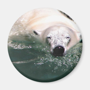 Aimant Ours frais