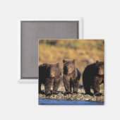 Aimant Ours grizzli, ours brun, oursons, Katmai National (Recto/Verso)