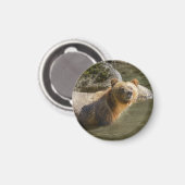 Aimant Ours Grizzli Sauvage À La Rivière Orford (Recto/Verso)