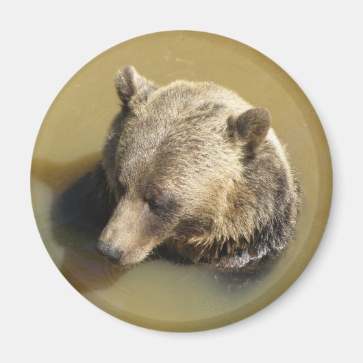 Aimant Ours grizzly (Devant)
