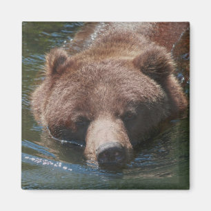 Aimant Ours grizzly