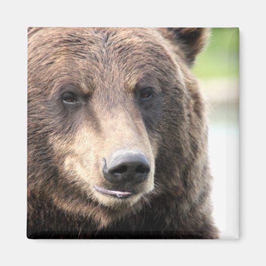 Aimant Ours Grizzly Brun (Devant)