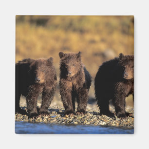 Aimant Ours grizzly, ours brun, oursons, Katmai National