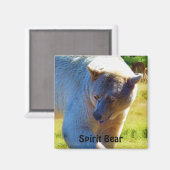 Aimant Ours Kermode Rare (Ours Esprit) Conception de la f (Recto/Verso)