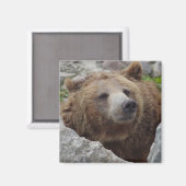 Aimant Ours kodiak (Recto/Verso)