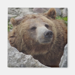 Aimant Ours kodiak