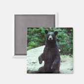 Aimant Ours noir (Recto/Verso)