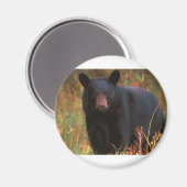 Aimant Ours noir (Recto/Verso)