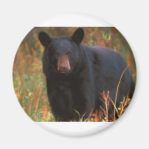 Aimant Ours noir