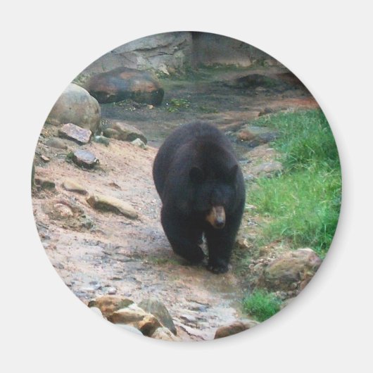 Aimant Ours noir américain (Devant)