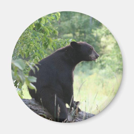 Aimant ours noir assis dans l'arbre (Devant)