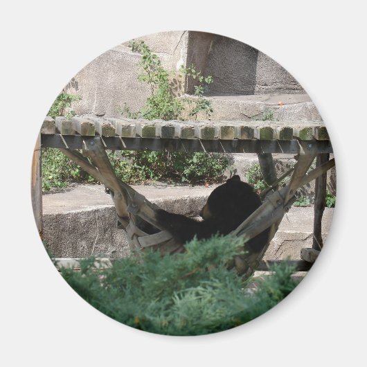 Aimant Ours noir dans Hammock (Devant)