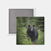 Aimant Ours noir dans le parc national Banff Canada (Recto/Verso)