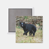 Aimant Ours noir de Floride (Recto/Verso)