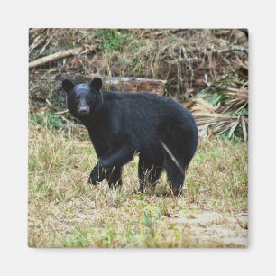 Aimant Ours noir de Floride