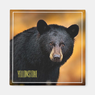 Aimant Ours noir en pierre jaune