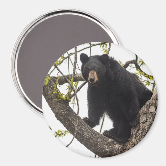 Aimant Ours noir Escalade (Recto/Verso)