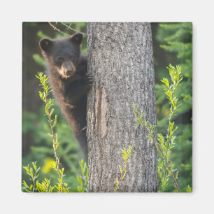 Aimant Ours noir jeune au printemps