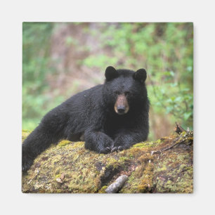 Aimant Ours noir sur une vieille bille de bois dans la