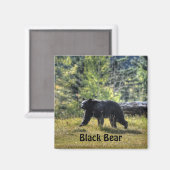 Aimant Ours Noir Traversant Un Pâturage De Ranch (Recto/Verso)