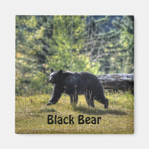 Aimant Ours Noir Traversant Un Pâturage De Ranch