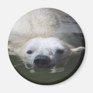 Aimant Ours polaire