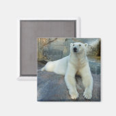 Aimant Ours polaire (Recto/Verso)