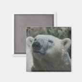 Aimant Ours polaire (Recto/Verso)