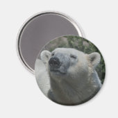 Aimant Ours Polaire (Recto/Verso)