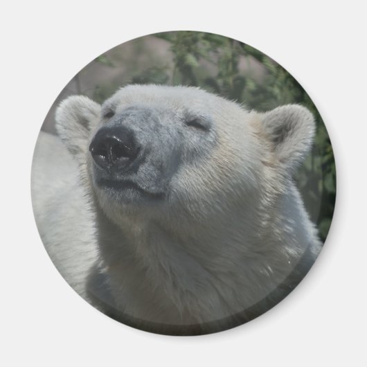 Aimant Ours Polaire (Devant)