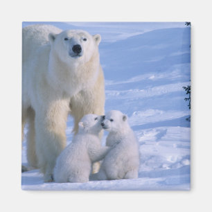 Aimant Ours polaire femelle debout avec 2 oursons