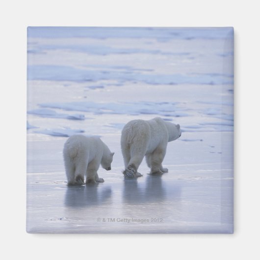 Aimant Ours polaire mère et petit (Devant)
