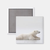 Aimant Ours Polaire Posé Sur Un Lac De Glace (Recto/Verso)
