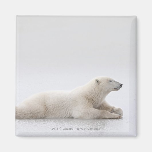 Aimant Ours Polaire Posé Sur Un Lac De Glace (Devant)