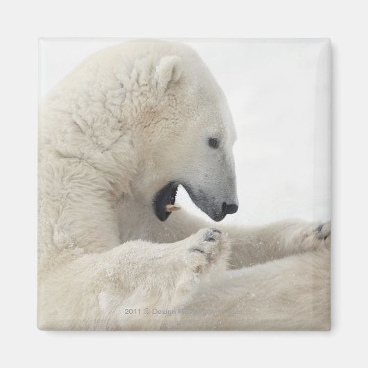 Aimant Ours polaire se livrant à un combat avec un autre (Devant)