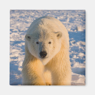 Aimant ours polaire, Ursus maritimus, ours polaire sur gl